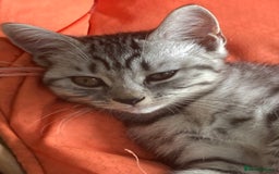 Brazilian Shorthair cats for sale: Beautiful British Shorthair kitten  - Image 2