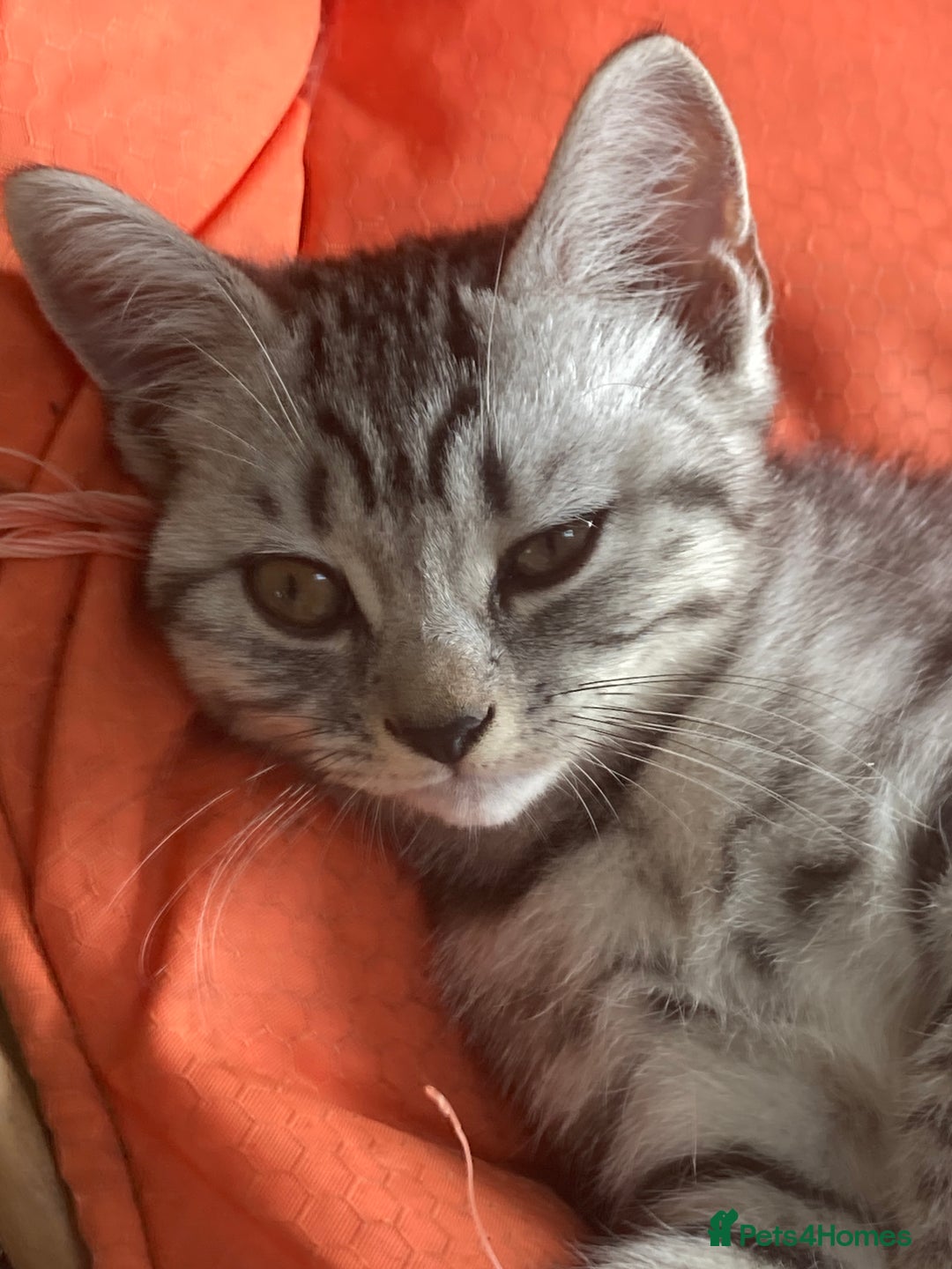 Brazilian Shorthair cats for sale: Beautiful British Shorthair kitten  - Image 2