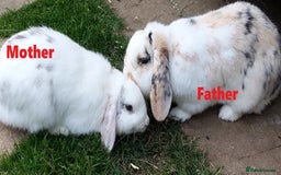 Mini Lop rabbits for sale: Gorgeous Mini lop babies looking for new homes - Image 27