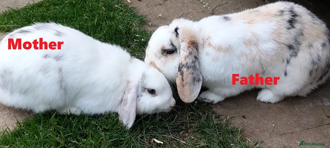 Mini Lop rabbits for sale: Gorgeous Mini lop babies looking for new homes - Image 27