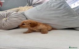 Labradoodle dogs for sale: labradoodles puppies - Image 4