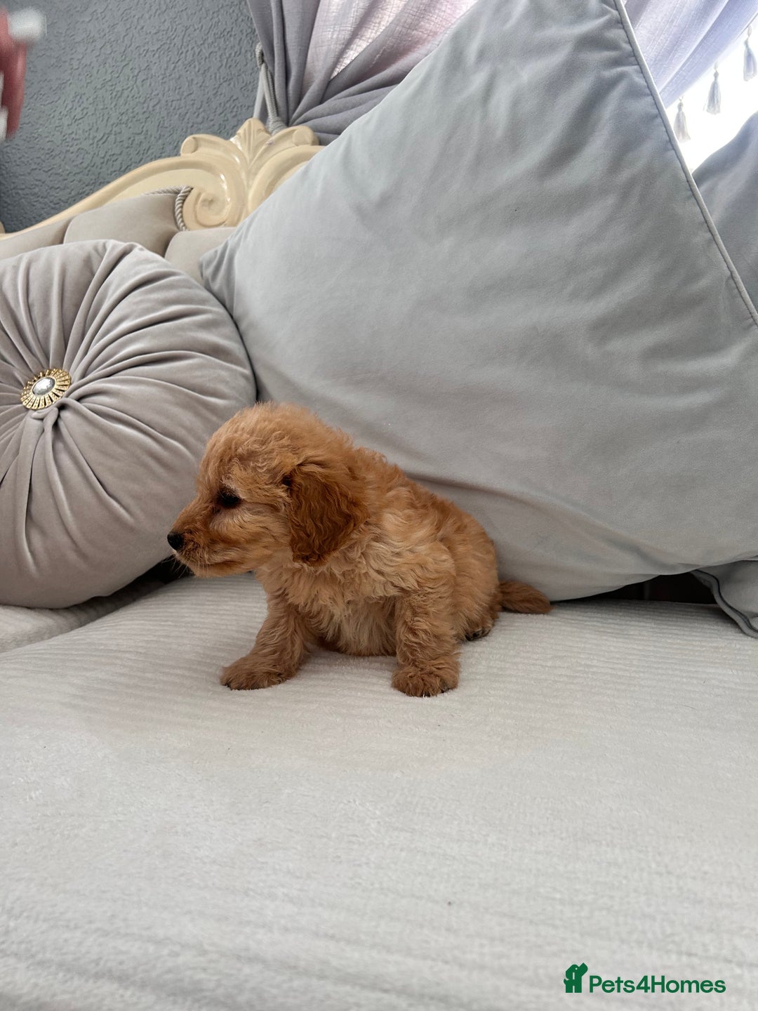 Labradoodle dogs for sale: labradoodles puppies - Image 4