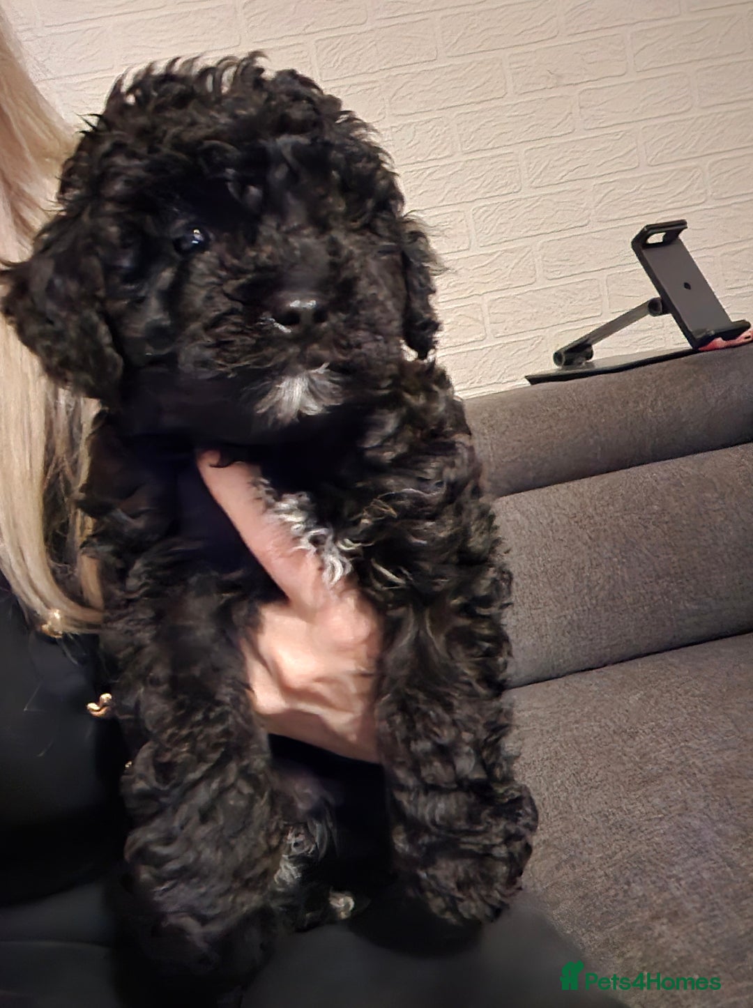 Maltipoo dogs for sale: Beautiful Maltipoo Girl Ready for Her Loving Home - Image 2