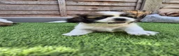Shih Tzu dogs for sale: Shih-tzu pups  - Advert 7