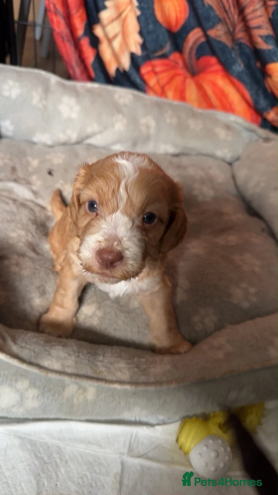 Cockapoo dogs for sale: MALE COCKAPOOS FOR SALE  - Advert 1