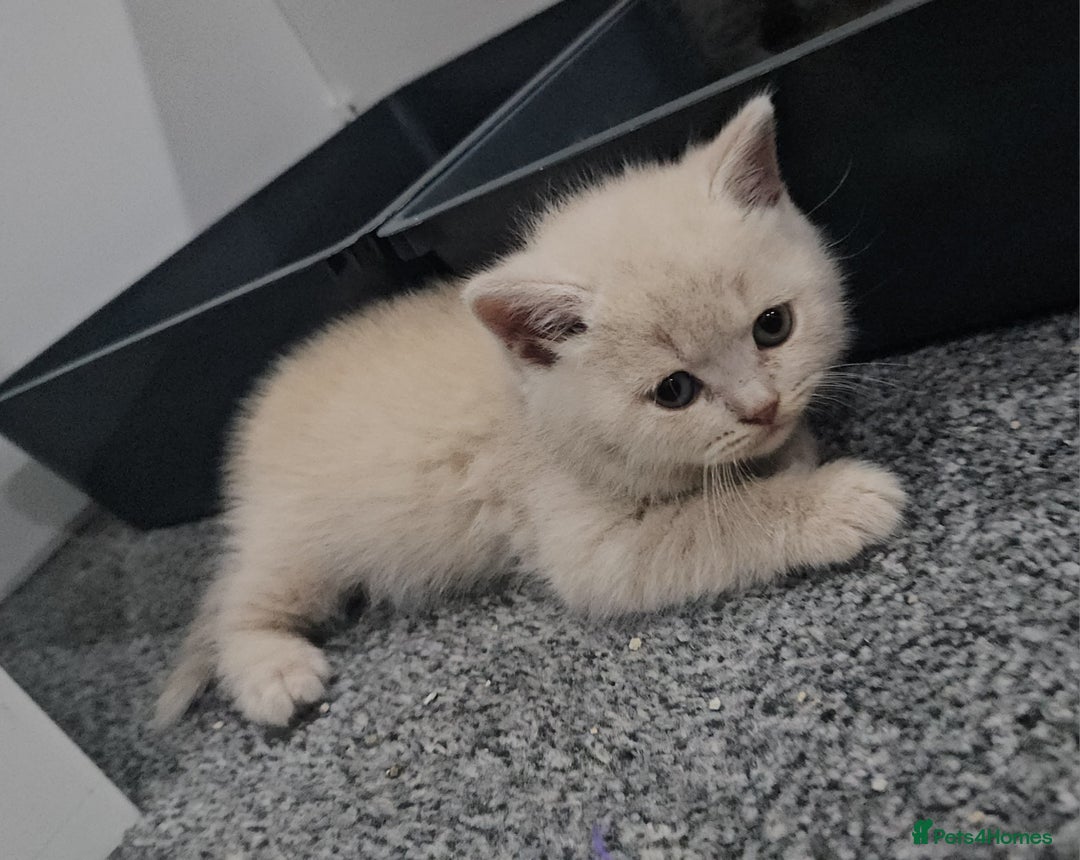 British Shorthair cats for sale: Pretty British shorthair  - Image 12