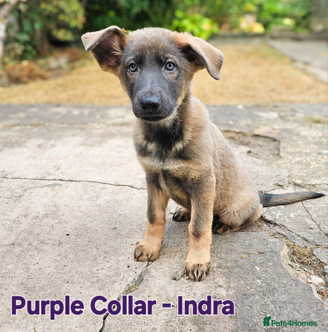 German Shepherd dogs for sale: 🔹️beautiful purebred straight back KC gsp's🔹️ - Image 7