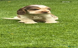 Cocker Spaniel dogs for sale: Quality English Show Cocker Spaniels (Serci Lines) - Image 9