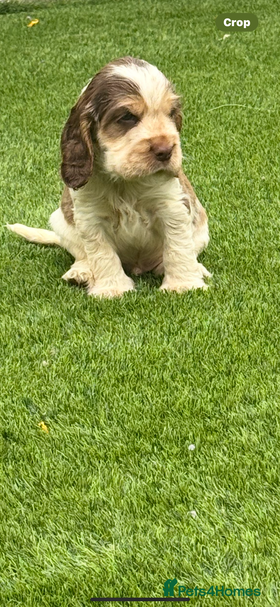Cocker Spaniel dogs for sale: Quality English Show Cocker Spaniels (Serci Lines) - Image 9