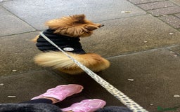 German Spitz dogs for sale: German Spitz girl  - Image 7