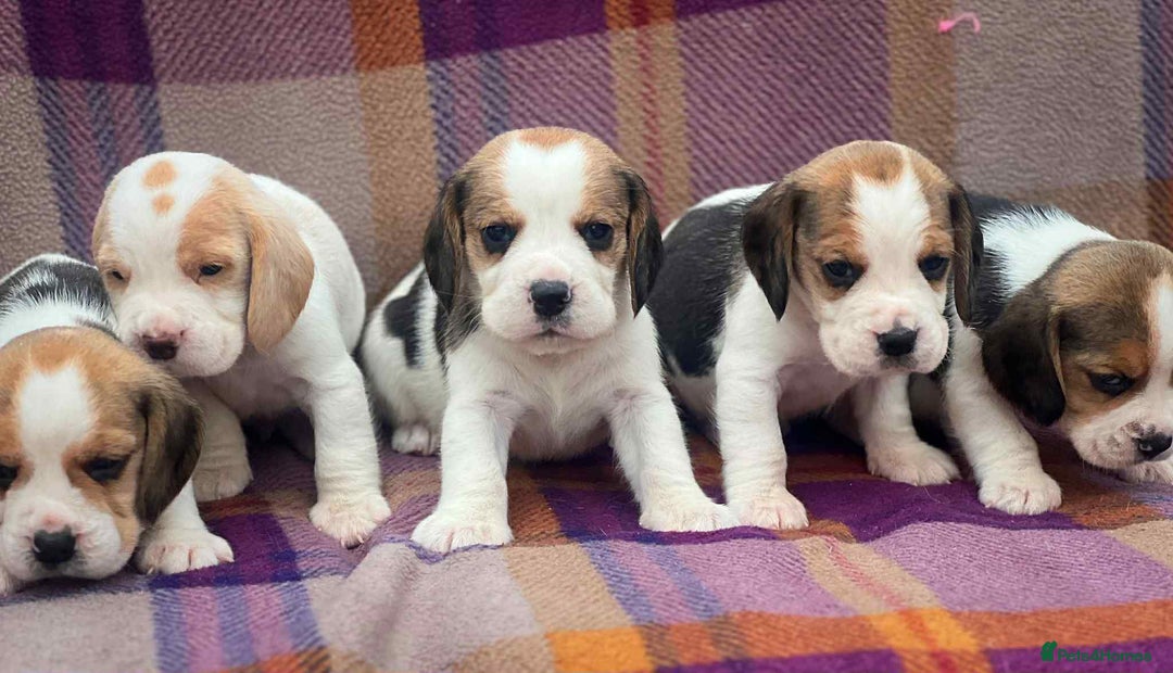 Beagle dogs for sale: KC reg beagle puppies - Image 8