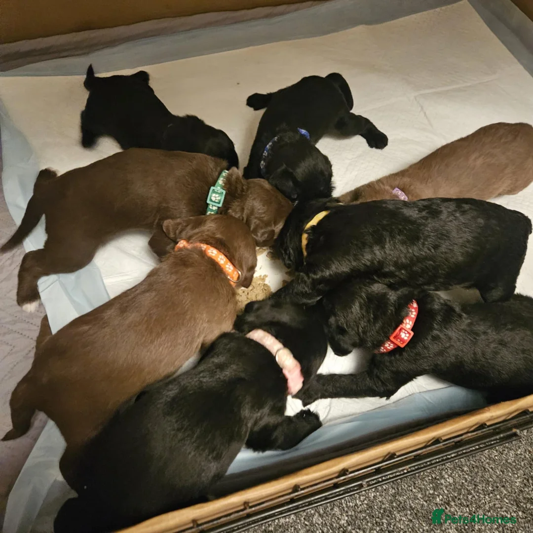 Bedlington Terrier dogs for sale: Bedlington whippet  - Advert 15