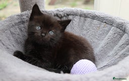 Mixed Breed cats for sale: Beautiful Kittens Looking For a New Home - Image 11