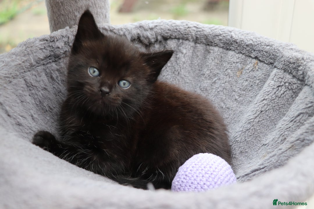 Mixed Breed cats for sale: Beautiful Kittens Looking For a New Home - Image 11