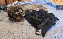 Doxiepoo dogs for sale: Stunning F1 Doxiepoos  - Image 6