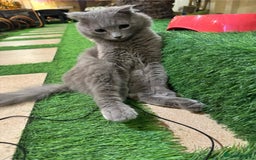 Scottish Fold cats for adoption: RAMA -MIX  SCOTTISH FOLD/BRITISH LONG HAIR BOY   - Image 3