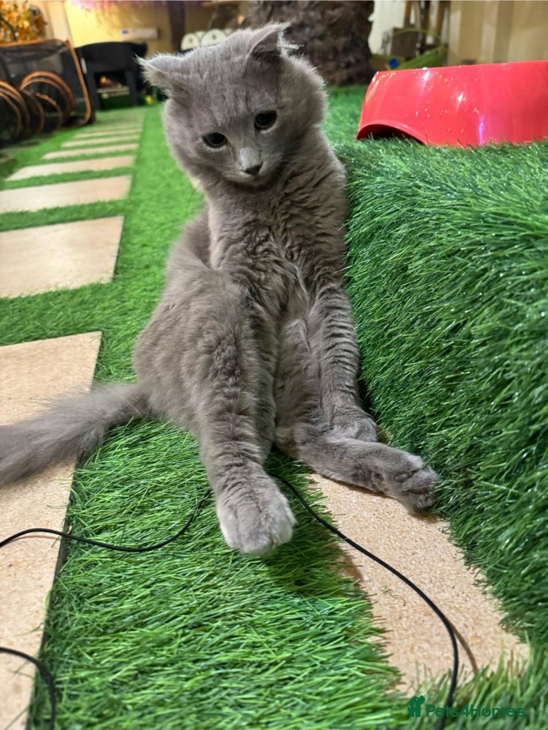 Scottish Fold cats for adoption: RAMA -MIX  SCOTTISH FOLD/BRITISH LONG HAIR BOY   - Image 3