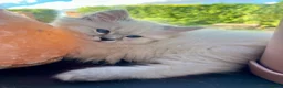 British Longhair cats for sale: British Longhair little kittens  - Advert 22