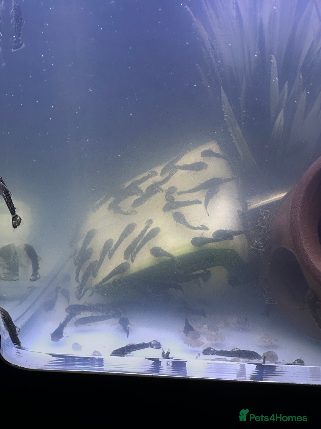 Plecos fish for sale: Baby Bristlenose Plecos for Sale - Available now! - Advert 4