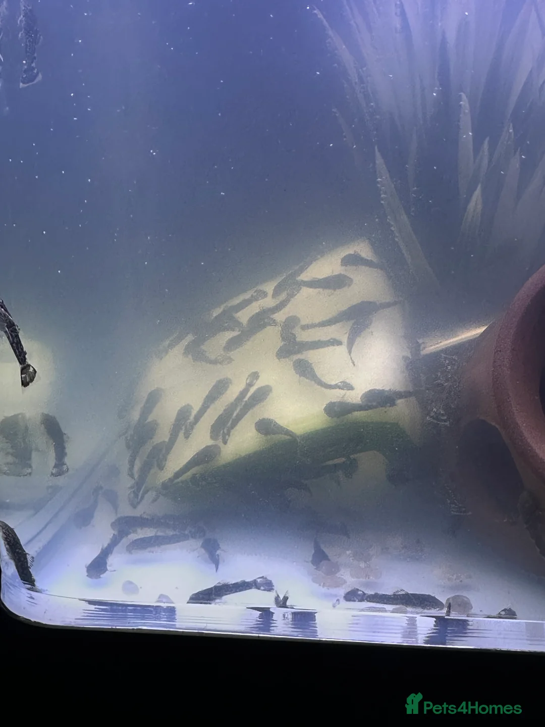 Plecos fish for sale: Baby Bristlenose Plecos for Sale - Available now! - Advert 4