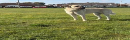 Turkish Kangal dogs for sale: Loving home needed for our Kangal boy in Fareham - Advert 2