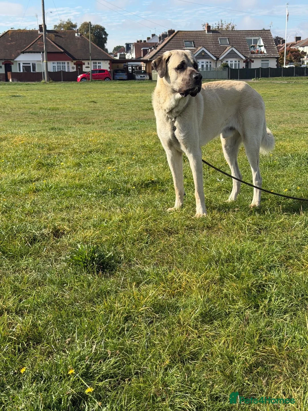 Turkish Kangal dogs for sale: Loving home needed for our Kangal boy in Fareham - Advert 2
