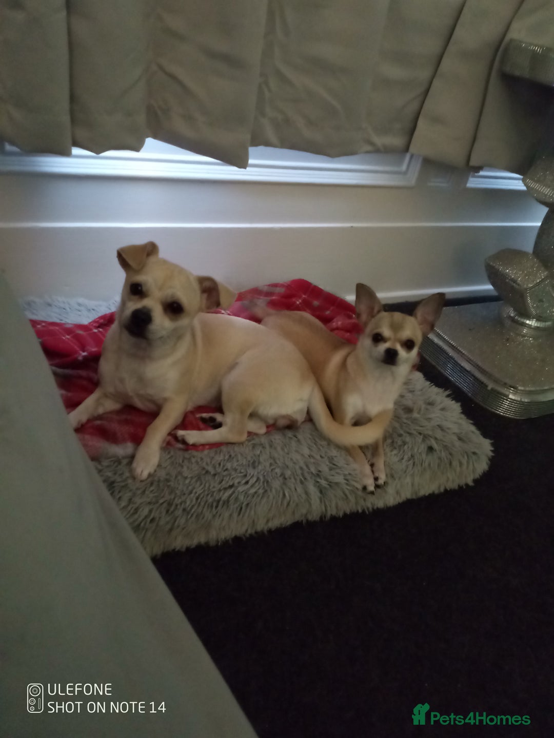 Mixed Breed dogs for sale: Chihuahua cross female - Image 2
