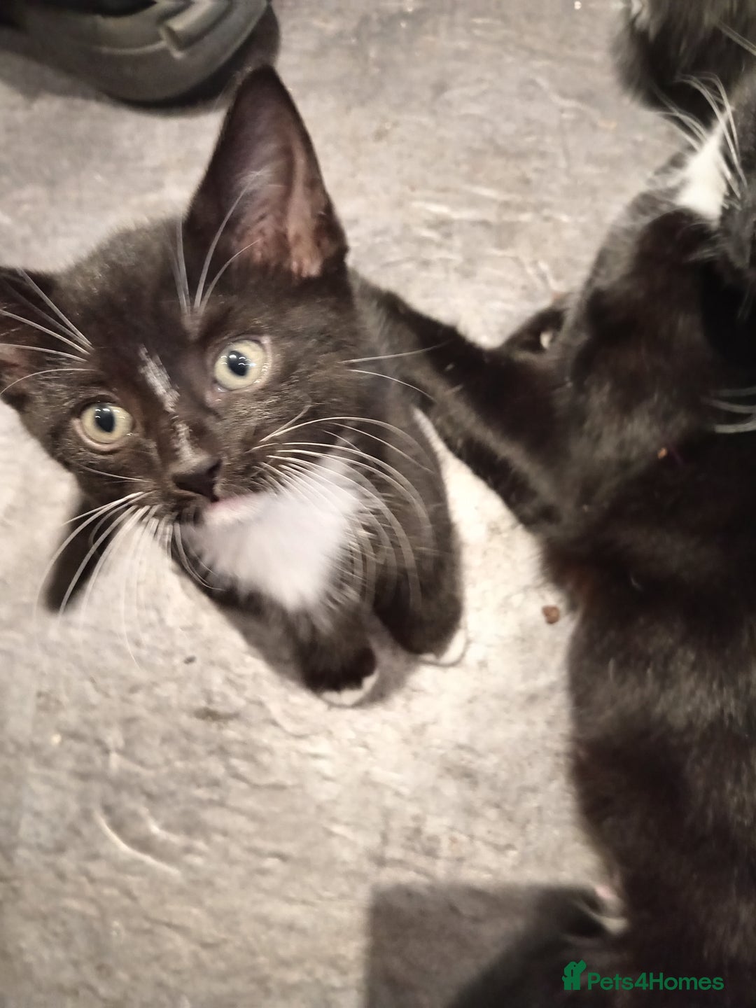 Mixed Breed cats for sale: 5 kittens 75 each - Image 2