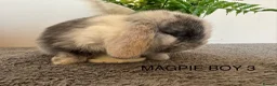 Mini Lop rabbits for sale: ☀️MAGPIE MINI LOPS☀️ - Advert 12