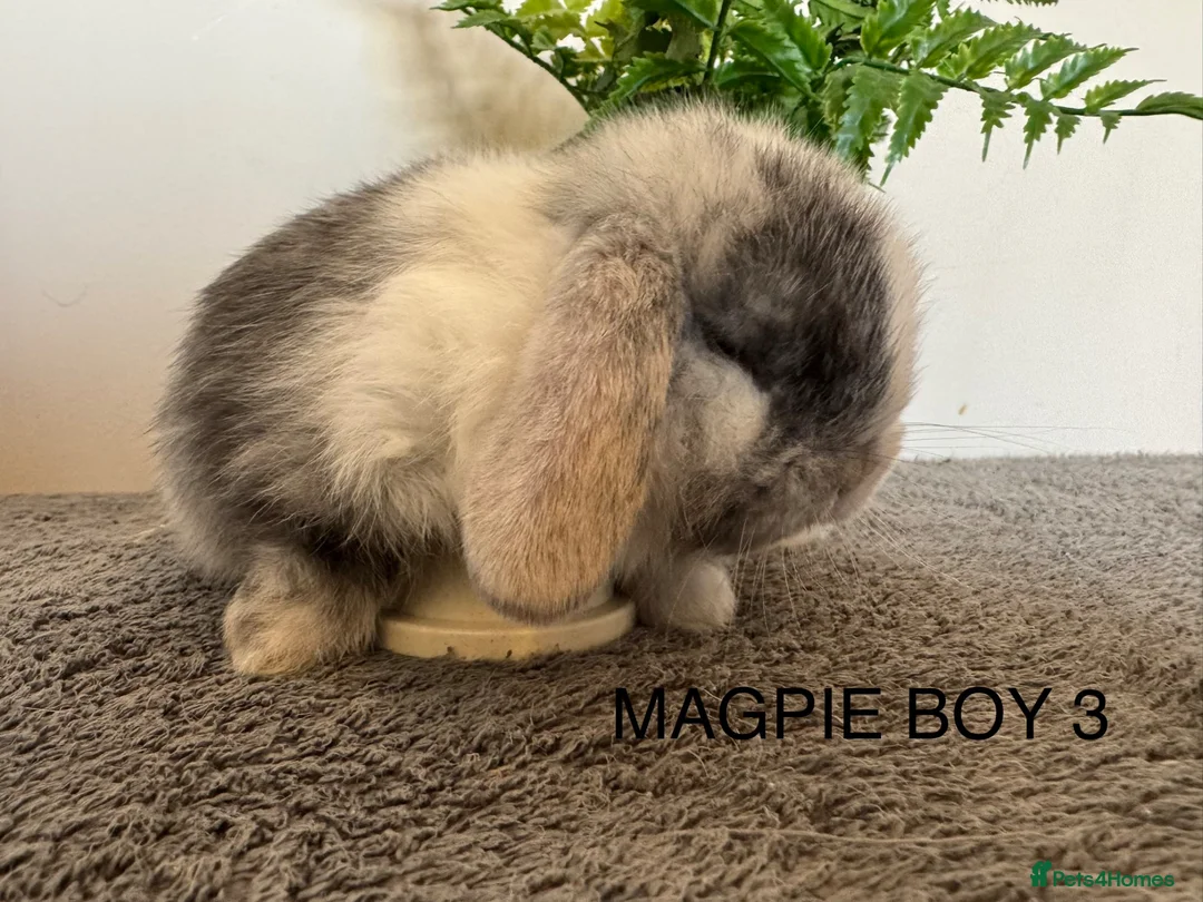Mini Lop rabbits for sale: ☀️MAGPIE MINI LOPS☀️ - Advert 12