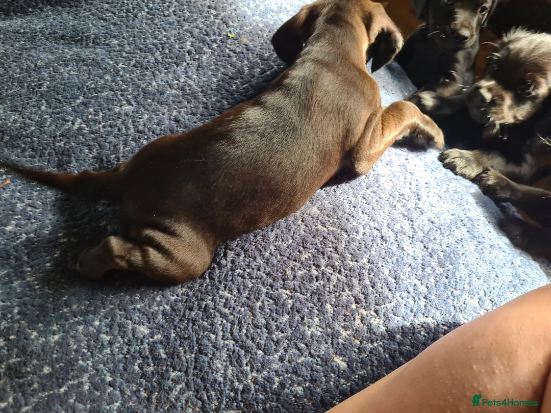 Mixed Breed dogs for sale: Beautiful litter of spaniel Cross  - Image 11