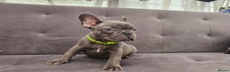 French Bulldog dogs for sale: French bulldog puppies  - Advert 13