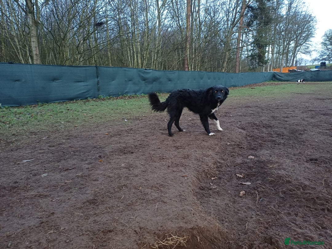 Mixed Breed dogs for adoption: Daisy, a Beautiful Soul - for a Loving Home - Advert 17