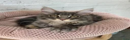 Maine Coon cats for sale: TICA Maine Coon Girls Ready Now DNA clear  - Advert 11