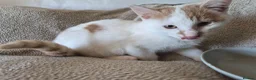 Mixed Breed cats for sale: Lovely playful kittens - Advert 4
