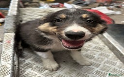 Border Collie dogs for sale: 2 female border collies puppies - Image 6
