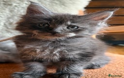 Maine Coon cats for sale: Maine Coon Kittens  - Image 7