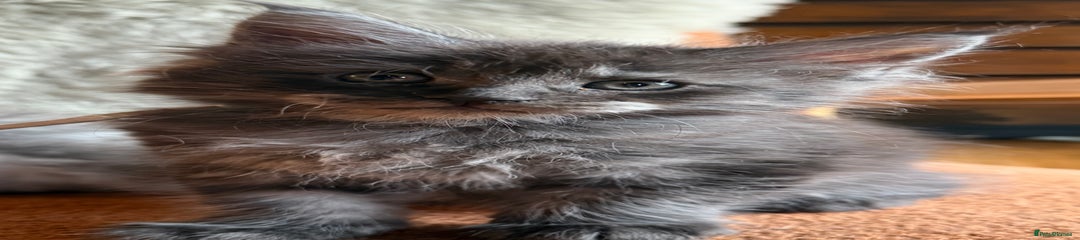 Maine Coon Kitten 1