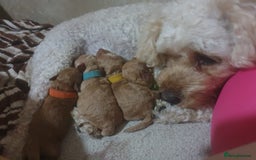 Poochon dogs for sale: Beautiful Poochon Puppies - Image 17