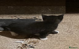 Mixed Breed cats for sale: Playful kittens for sale - Image 9