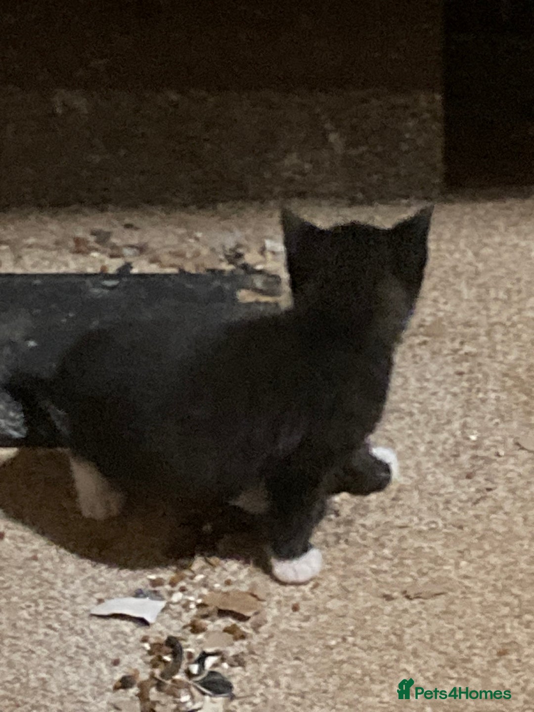 Mixed Breed cats for sale: Playful kittens for sale - Image 9