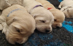 Golden Retriever dogs for sale: Outstanding KC registered Golden Retriever Puppies - Image 4