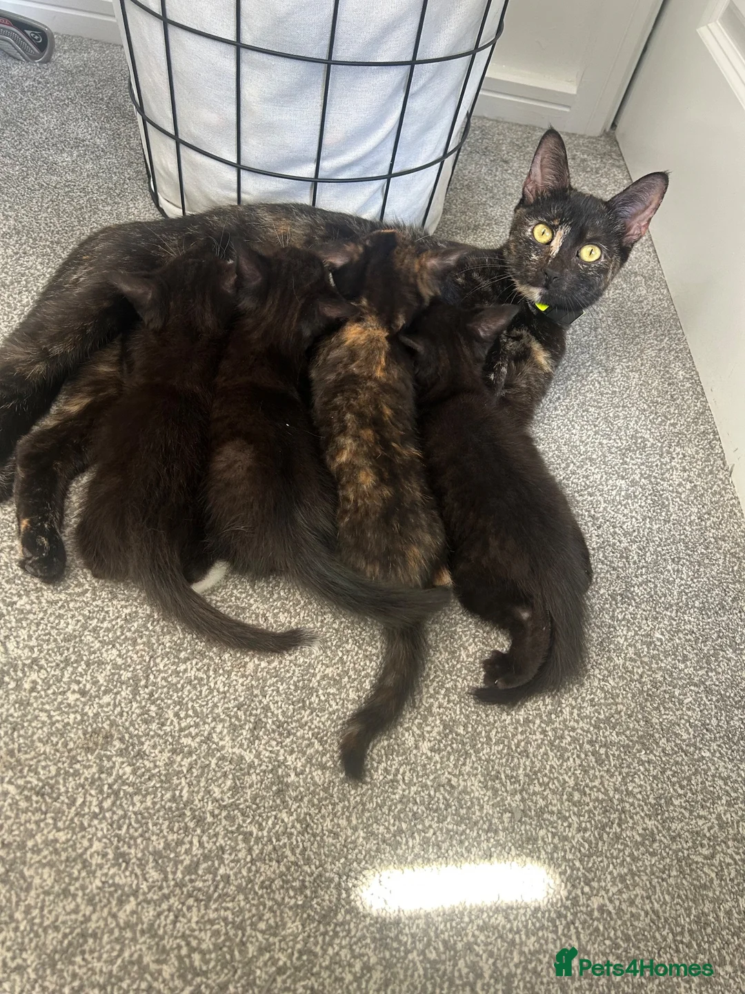 Mixed Breed cats for sale: Rescue kittens looking for their forever home! - Advert 13