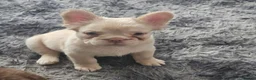 French Bulldog dogs for sale: Visual fluffy french bulldogs in Newcastle upon Tyne - Advert 21