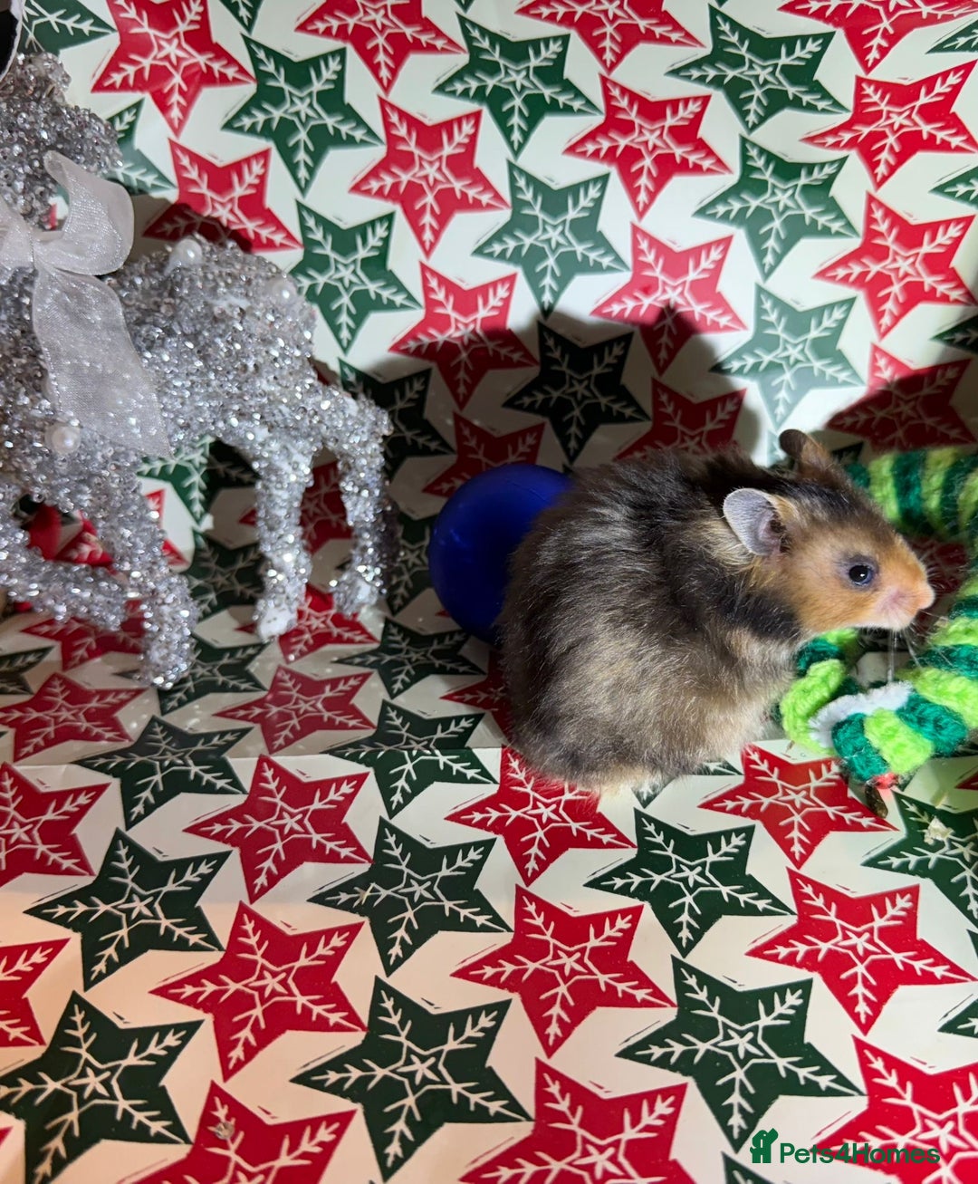 Hamster rodents for sale: Baby hamsters for sale - Advert 13