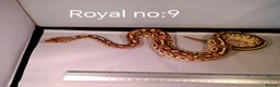 Python Snake reptiles for sale: ROYAL PYTHON JUVENILES - Advert 1