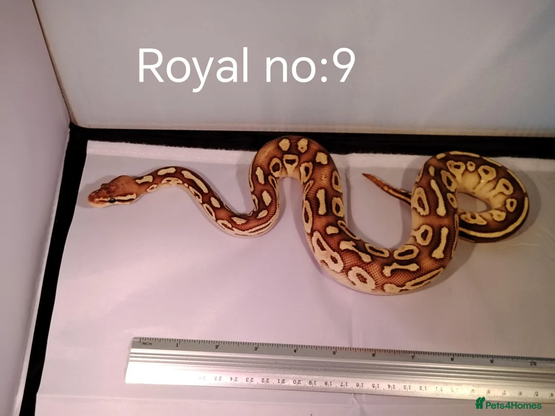 Python Snake reptiles for sale: ROYAL PYTHON JUVENILES - Advert 1