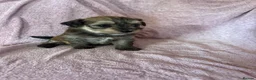 Havanese dogs for sale: Gorgeous litter of Havanese puppies. - Advert 28