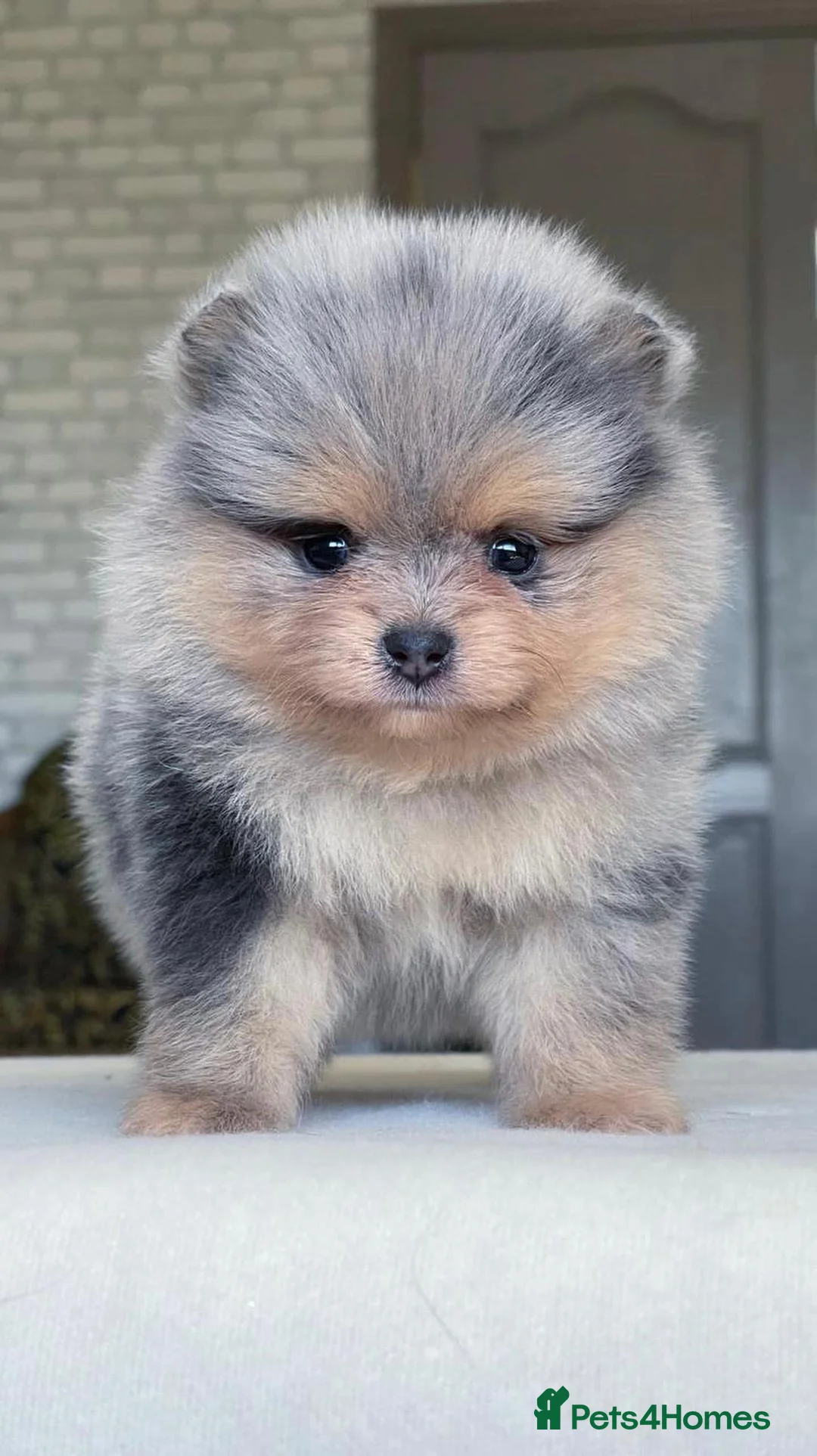 Pomeranian dogs for stud: Rare Blue & Tan Merle Pomeranian Stud – London  - Advert 2