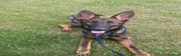 German Shepherd dogs for sale: WORKING LINE CZECH GERMAN SHEPHERD FOR SALE - Advert 3